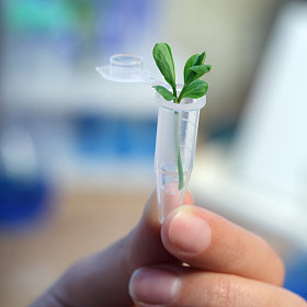 植物样品图片