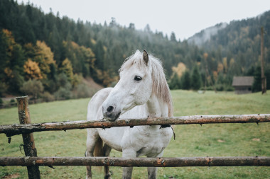 白馬在索姆工作