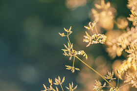 夏天的背景下，在日落时的草照片