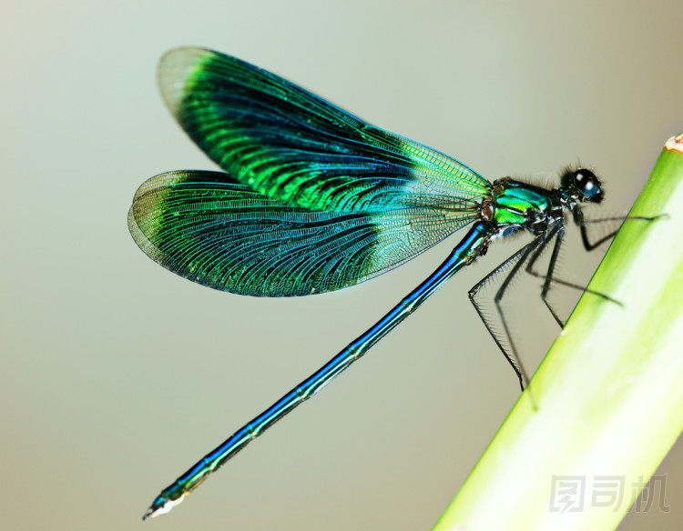 美麗明亮蜻蜓