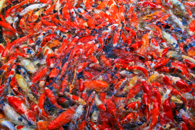 水里的錦鯉魚