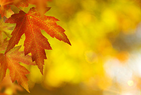 fall.autumn 背景