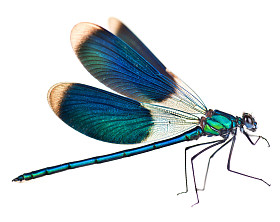 孤立在白色的蜻蜓图片