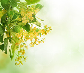 林登树花边框图片