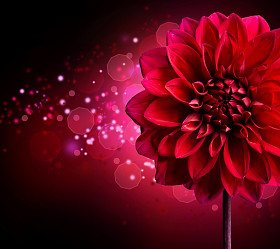 大丽花秋花 design.over 黑色