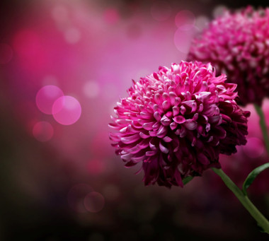 大麗花秋季花卉設(shè)計。與副本空間