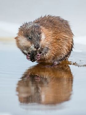 Muskrat (Andatra Chibettika