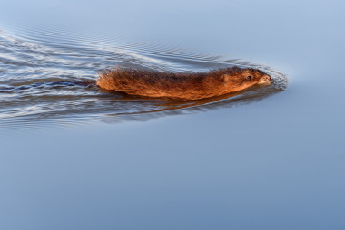 麝鼠香河游泳照片