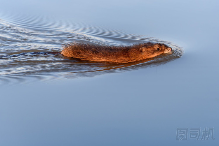 麝鼠香河游泳照片