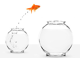 跳转到大碗从小金鱼图片