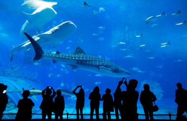 人們看著魚在水族館