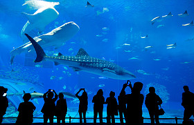 人们看着鱼在水族馆