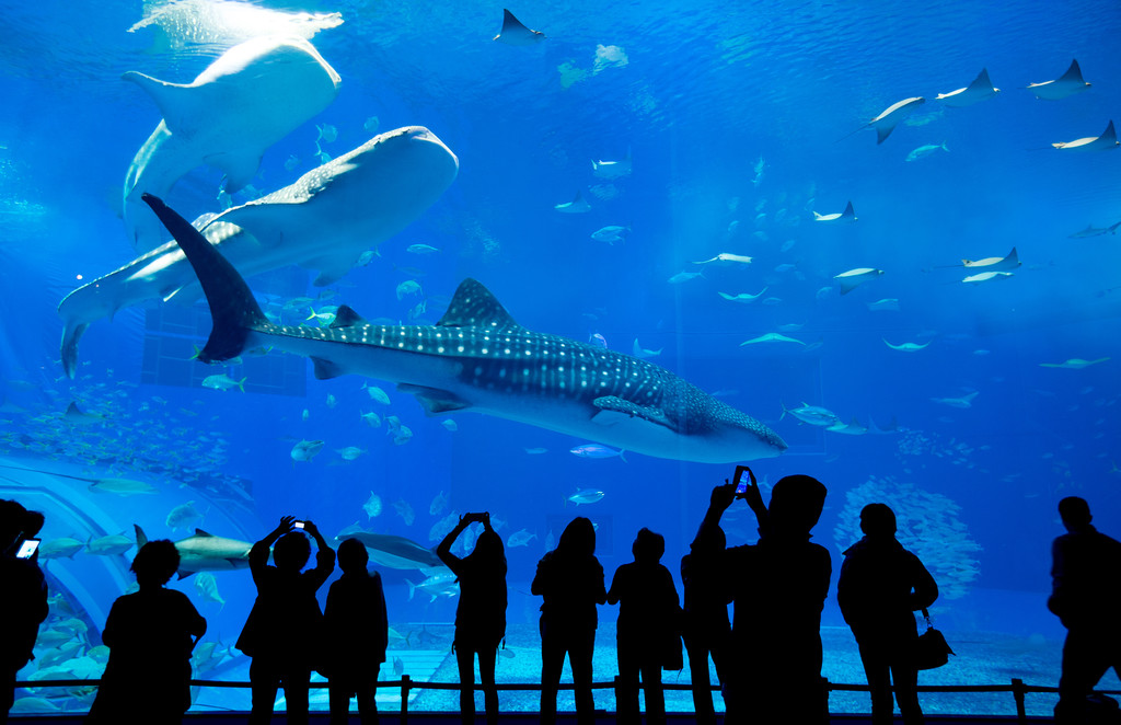 人们看着鱼在水族馆