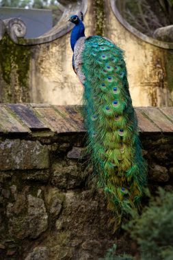 坐在篱笆上的孔