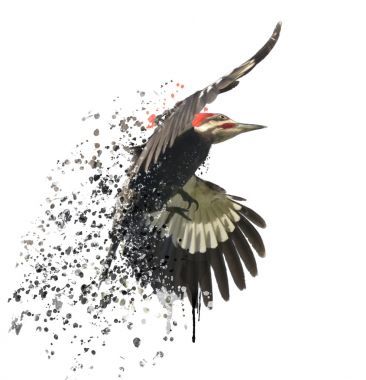 紅冠黑啄木鳥(niǎo)水彩圖片