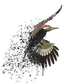 红冠黑啄木鸟水彩图片