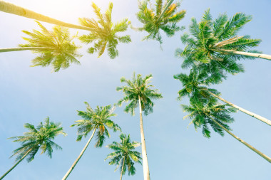 全景視圖的椰子棕櫚樹和天空從海灘顛倒了 El Nido 巴拉望島在菲律賓-廣角視圖的專屬目標(biāo)主題在陽光燦爛的日子-溫暖綠色老式篩選