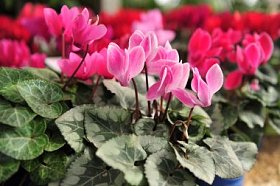 仙客来鲜花图片