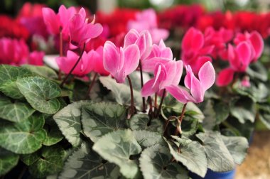 仙客来鲜花图片