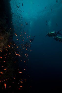 魚、 珊瑚和潛水員在紅海.圖片