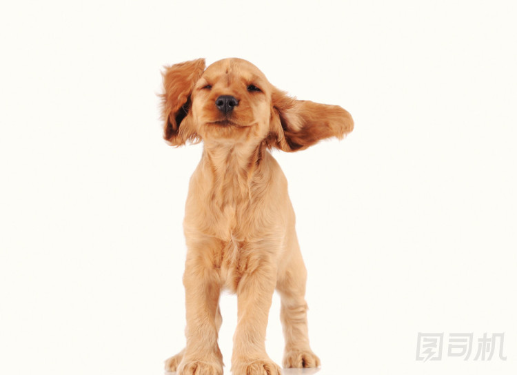 快樂的小狗圖片