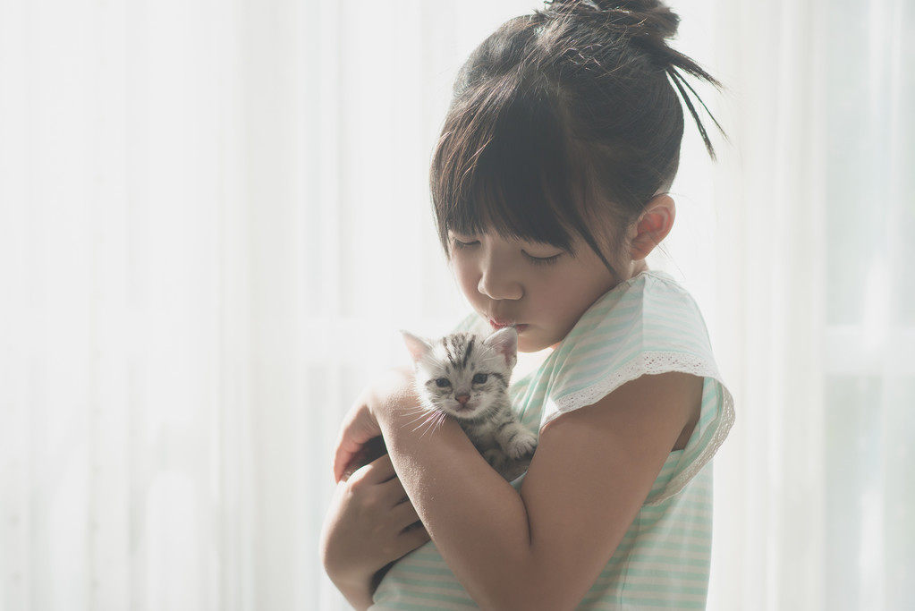 亚洲女孩和美国短毛猫猫玩照片