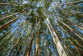 桉树的天空图片
