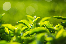 绿茶芽和新鲜叶子