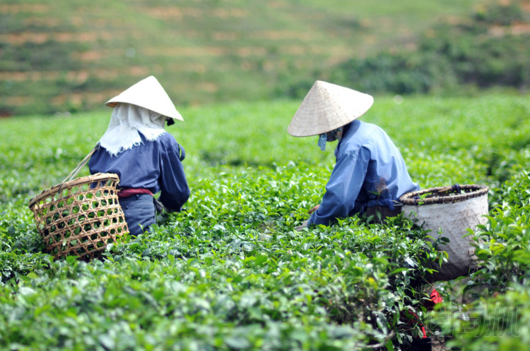 女人采摘茶葉種植園越南茶樹葉