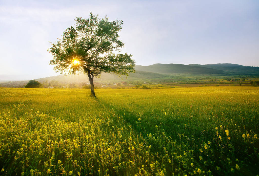 hdr 树图片 hdr 树图片