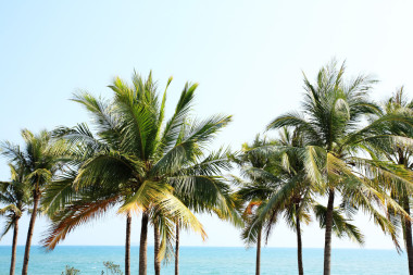 在三亞海邊椰樹