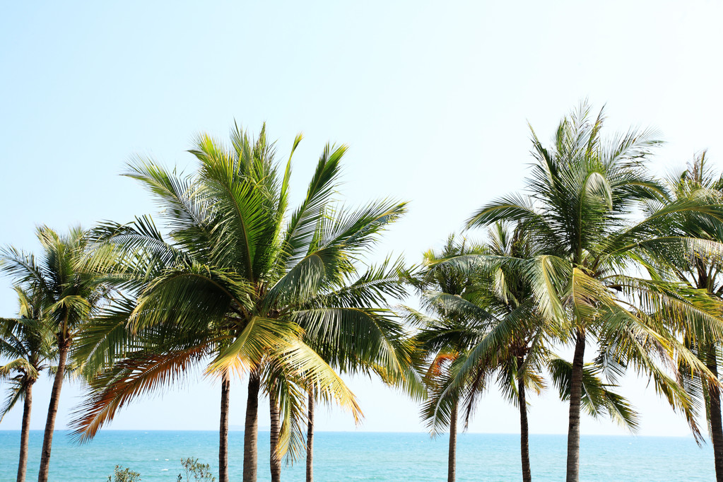 在三亚海边椰树