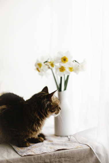黃水仙和可愛貓咪