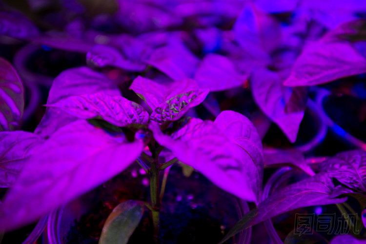 led 的成長(zhǎng)光