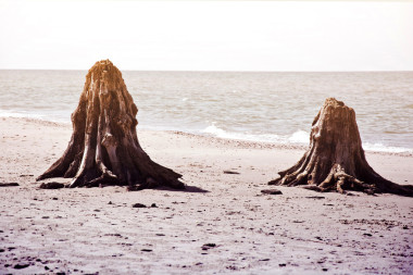 死树树干斯沃温斯基国家公园