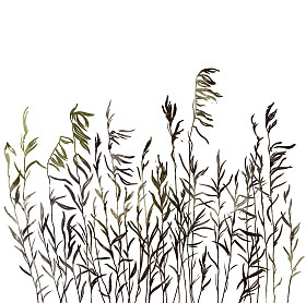 芦苇。草河