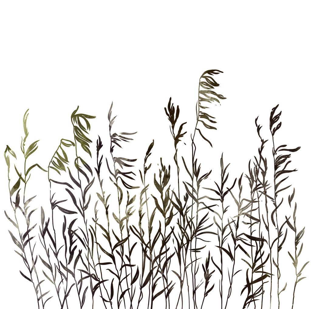 芦苇。草河