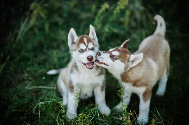兩個可愛的小哈士奇幼犬照片
