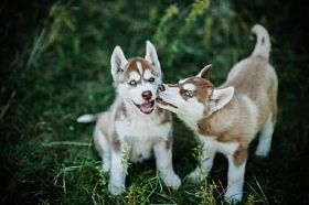 两个可爱的小哈士奇幼犬照片