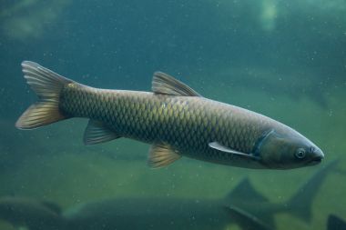 草魚(yú) （草魚(yú))
