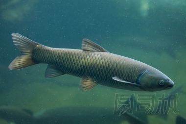 草魚 （草魚)