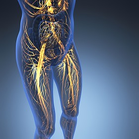 在 x 射线与人体科学解剖发光血管