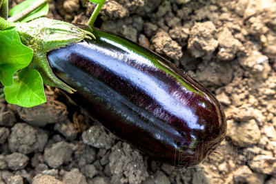 一個(gè)美麗的茄子圖片