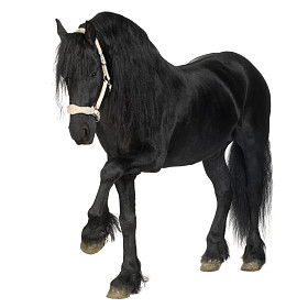 friesian 马