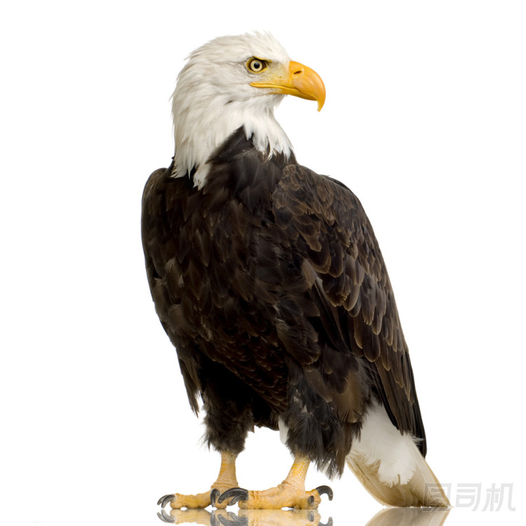 禿頭鷹 (22 歲)-白頭