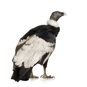 安地斯神鹰-内 gryphus (15 年)