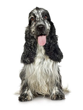 英国可卡犬 (3 年)图片