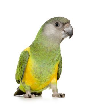 塞內加爾鸚鵡-poicephalus senegalus