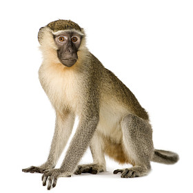 黑脸猴-chlorocebus pygerythrus