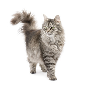 杂交西伯利亚猫和波斯语的猫图片